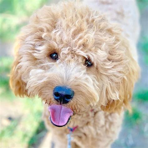 17 Amazing Facts About Goldendoodles House That Barks
