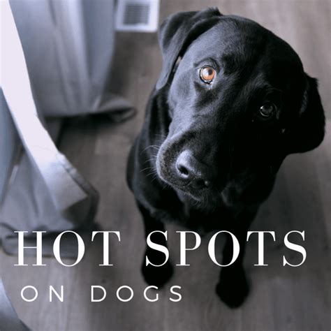 What Causes Hot Spots On Dogs Pethelpful