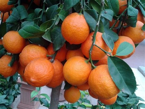 Citrus Limon Rosso Mini Tige Pot P26 Ht 100 130 Cm Central Jardin
