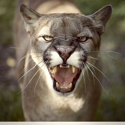 Puma Cougar Mountain Lion Large Cats Big Cats Cool Cats Pretty