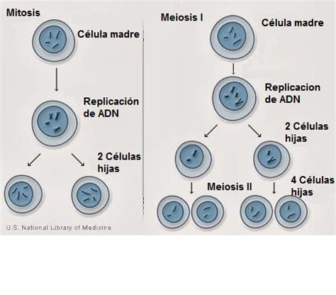 Biología Ciclo Celular Mitosis Meiosis
