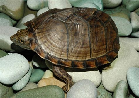 Turtles That Stay Small Finding The Perfect Pet Turtle Pet Territory