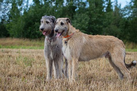 Get To Know The Irish Wolfhound The Majestic Wonder