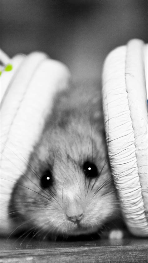 Android Fondos De Pantalla De Animales Cute Hamsters Hamster