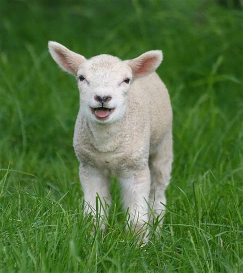 So is any human child, from babyhood through the teenage years! Baby Lamb