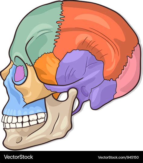 Human Skull Diagram Royalty Free Vector Image Vectorstock