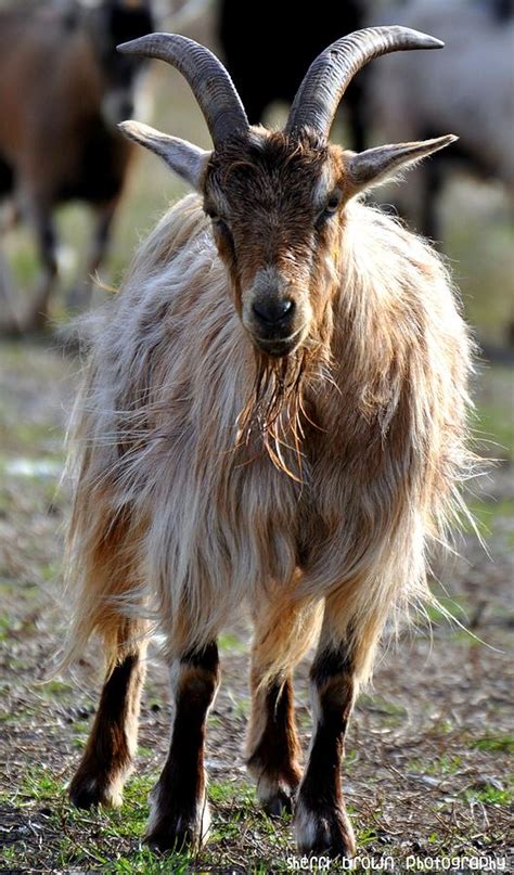 Long Haired Goat Photograph By Sherri Brown