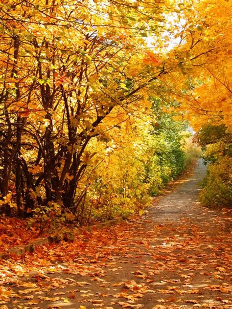 Free Download Autumn Scenery Desktop Wallpapers Beautiful Autumn