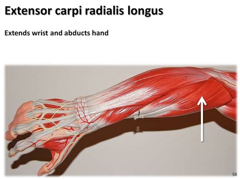 Externsor carpi radialis longus - Muscles of the Upper Ext… | Flickr