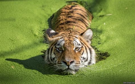 Tiger Takes A Dip In Algae Covered Water