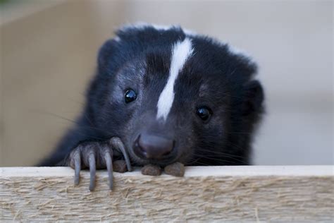 Why leave your pup at home when the two of you can explore a new place together? Pet Skunks: Where They're Legal and How To Care For One ...