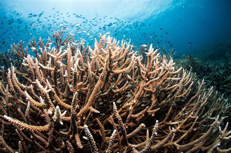 Staghorn Coral Reef Stock Photo Download Image Now Istock
