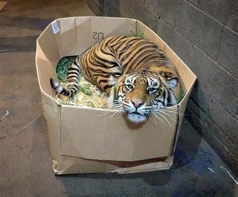 Psbattle Tiger In A Box Rphotoshopbattles