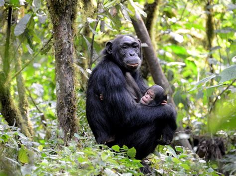 16 Days Uganda Gorillas Primates Culture And Wildlife Safari Tripmycity