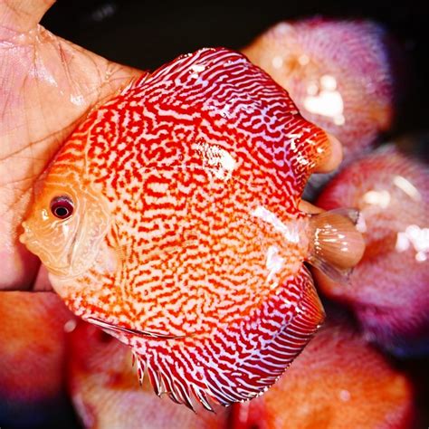 Red Pigeon Snakeskin Discus