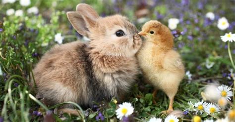 Whats A Baby Rabbit Called 4 More Amazing Facts A Z Animals