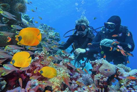 Know Before You Go Scuba Diving In Sharm El Sheikh Sharm El Sheikh