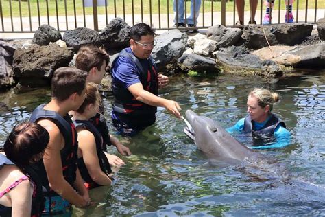 Where To Swim With Dolphins On Oahu Dolphin Quest Review 2023
