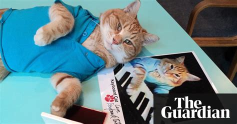 Bento The Keyboard Cat Internet Sensation And Youtube Star Dies