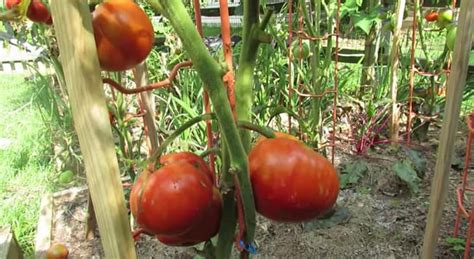 Guide To Growing Beefsteak Tomatoes Gardening Channel