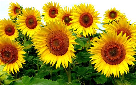 Sunflowers Flowers Wallpapers Hd Desktop And Mobile