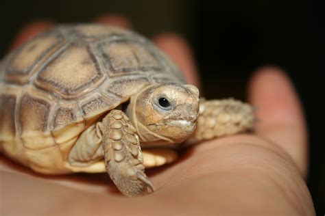 Baby African Spurred Tortoise They Are The Third Largest Tortoise In