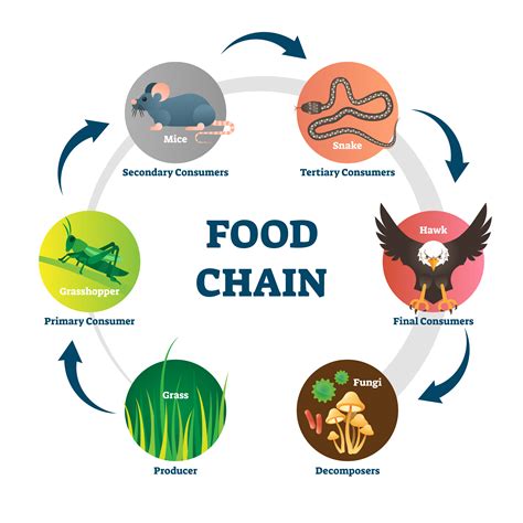 Explain The Difference Between Food Chain And Food Web Bitwise Academy