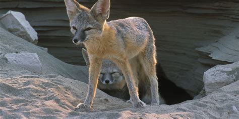 Desert Kit Fox Visit California