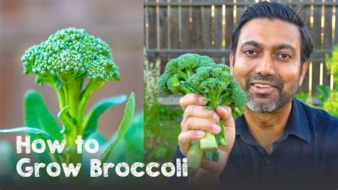 How To Grow Broccoli Complete Guide From Seed To Harvest Youtube