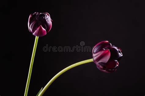 Pair Dark Purple Tulips In Backlight On Black Background Stock Photo