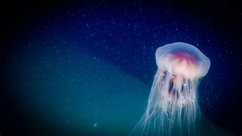 Dive 15 Jellyfish Windows To The Deep 2018 Exploration Of The