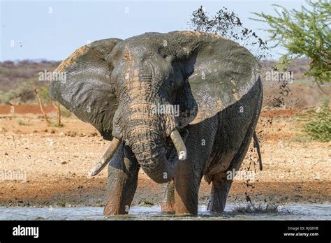 African Elephant Loxodonta Africana Spraying With Water Mud Bath At The Waterhole Erindi