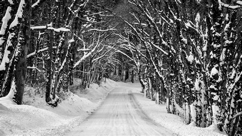 Road Between Trees Covered With Snow During Winter 4k Hd Nature
