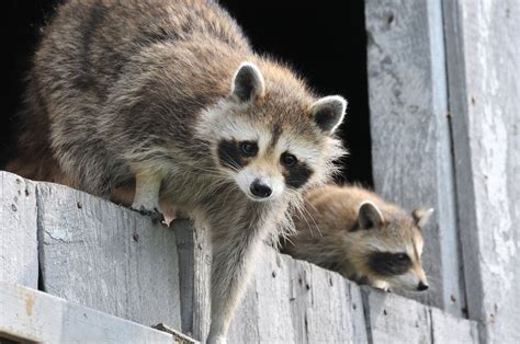 Raccoons: How to Identify and Get Rid of Raccoons in the Garden | The