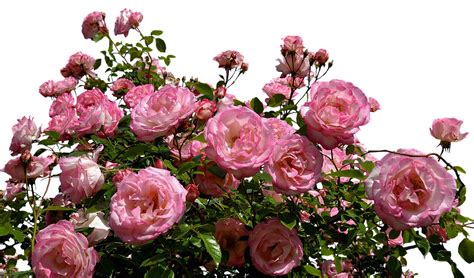 Free Image On Pixabay Roses Pink Bush Flowers Garden Flowers