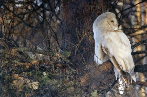 Albino Great Grey Owl Location Vesanto Finland Date 1 A Flickr