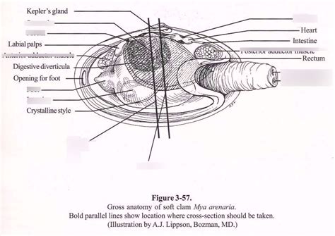 Anatomy Of A Clam Diagram Quizlet