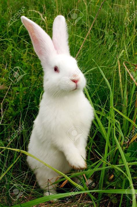 Related Image With Images Rabbit Photos White Rabbit Images Cute