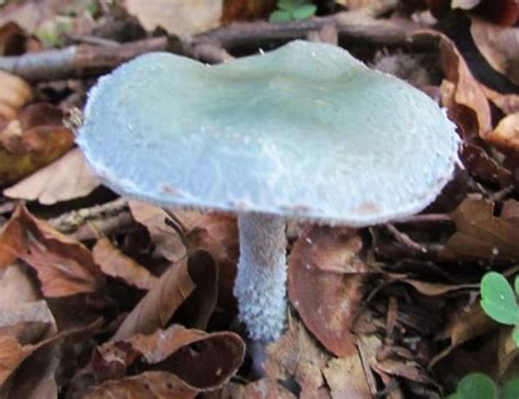 Stropharia Caerulea Blue Roundhead Mushroom