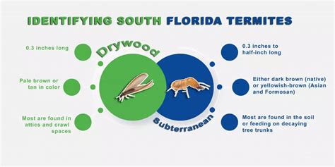 South Florida Termite Identification Guide For Homeowners