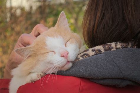 Why Do Cats Like Their Ears Rubbed 5 Vet Reviewed Reasons Catster