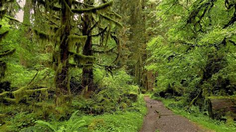 Hoh Rainforest River Trail Olympic National Park Youtube