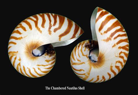 Conchology101 Chambered Nautilus
