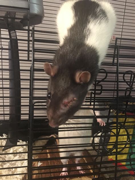 UPDATE: MY RAT WHOS EYE FELL OUT ON MY LAST EMERGENCY POST IS DOING