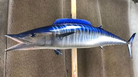 Wahoo Mounts And Replicas Made In America New Wave Taxidermy