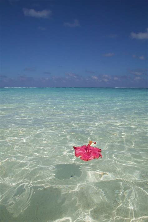 Flower Floating In Ocean Water Stock Image Image Of Flora Drifting