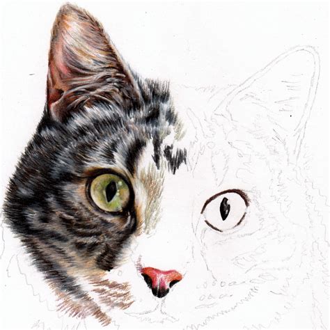 How To Draw A Realistic Cat In Colour Pencil — Pet Portraits By Sema