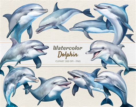 Watercolor Dolphin Clipart Digital Illustration Dolphins Bottlenose