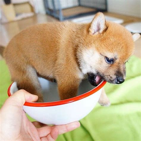 ɕiba inɯ) is a breed of hunting dog from japan. I'm just bowled over by this adorable Shiba Inu. | Shiba ...