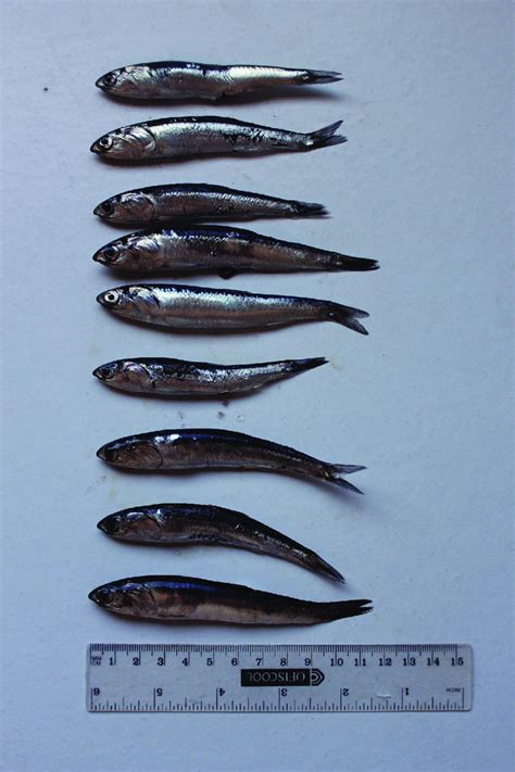 Peruvian Anchovies Engraulis Ringens Sampled Simultaneously When